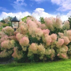 Dlhé kvetné laty škumpy vlasatej (Cotinus coggygria).