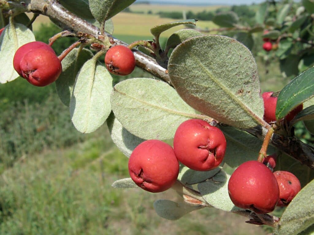 Cotoneaster integerrimus (skalník obyčajný)​