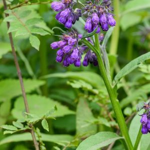 Kostihoj lekársky (Symphytum officinale) s ružovými kvetmi