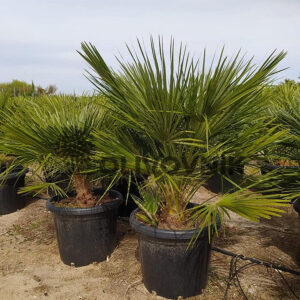 Žumara nízka (Chamaerops humilis)​