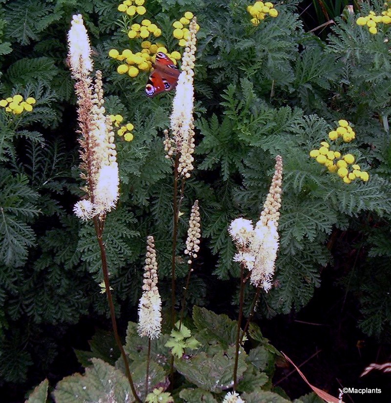 Ploštičník srdcolistý (Cimicifuga cordifolia)​