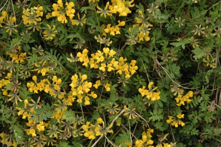 Podkovka chochlatá (Hippocrepis comosa)