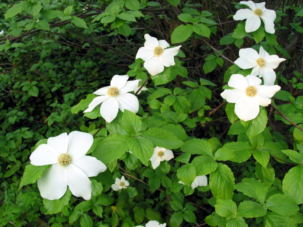 Drieň Nuttallov (Cornus nuttallii)