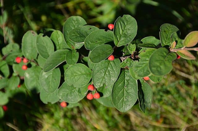 Cotoneaster tomentosus (skalník plstnatý)​