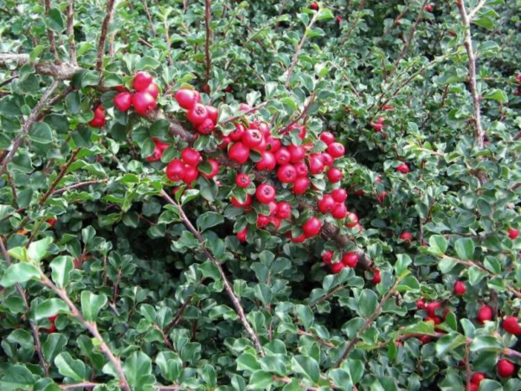 Cotoneaster praecox (skalník raný)​