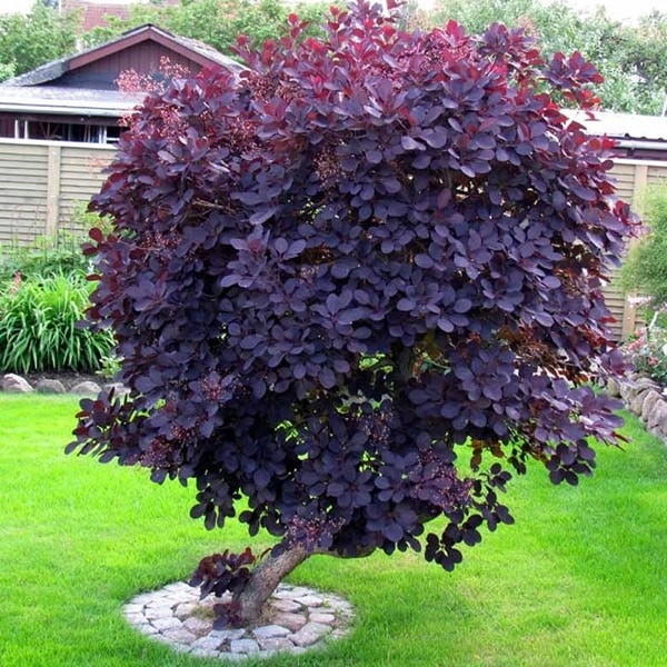 Cotinus coggygria Royal Purple​