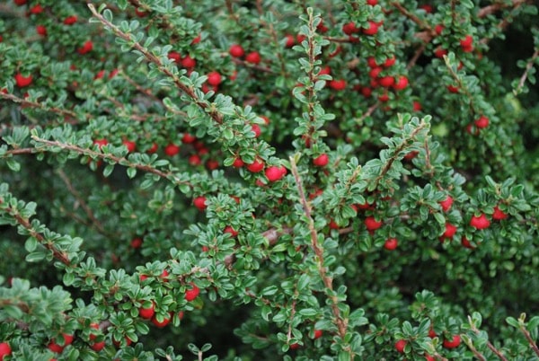 Cotoneaster conspicuus (skalník uhlový)​