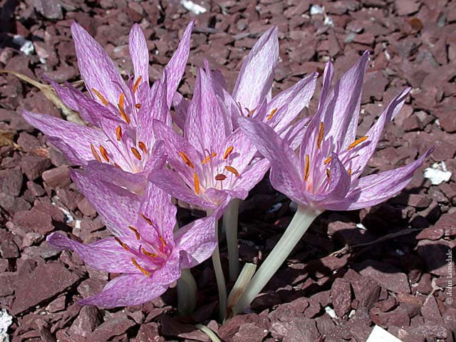 Colchicum-hybridy​