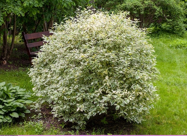 Svíb biely (Cornus alba)