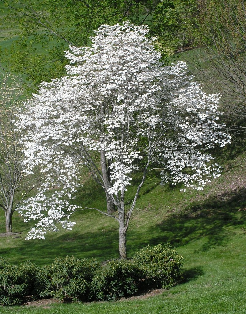 Drieň kvetnatý (Cornus florida)