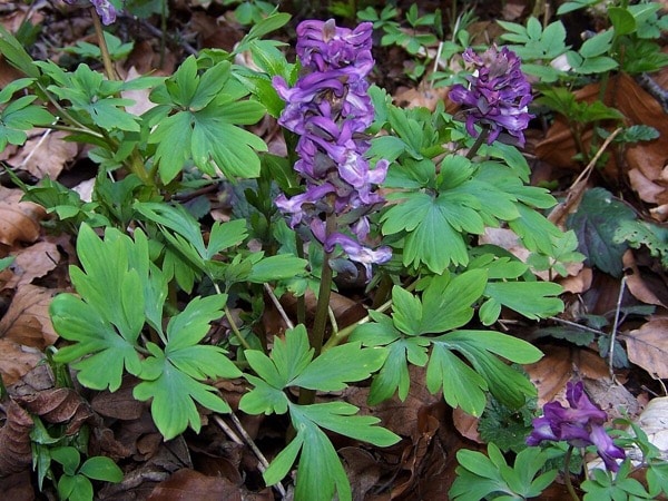 Chochlačka dutá (Corydalis cava, syn. C. bulbosa)​​