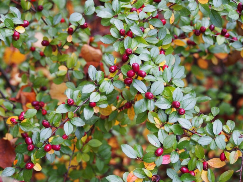 Cotoneaster divaricatus (skalník rozložitý)​