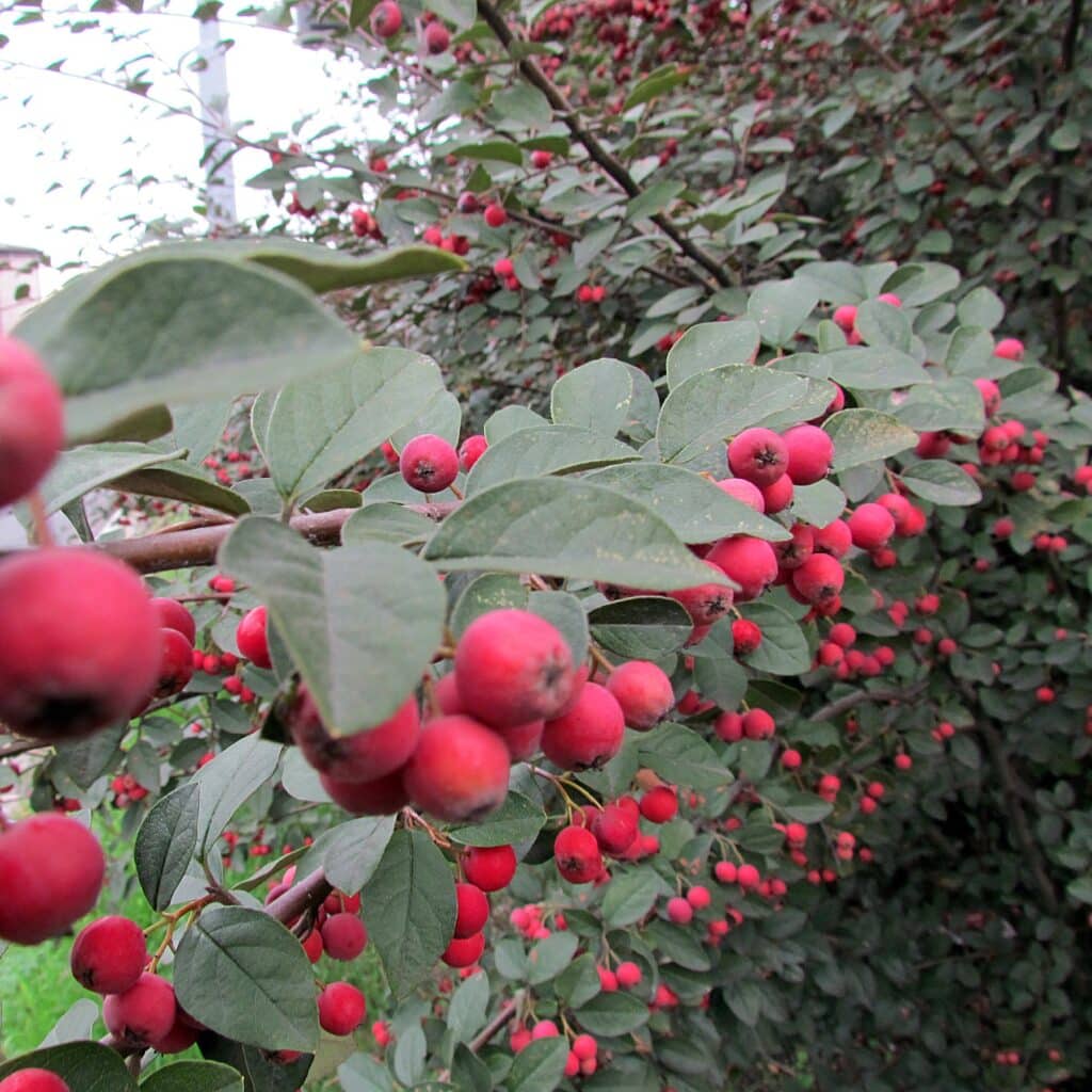 Cotoneaster multiflorus (skalník mnohokvetý)​