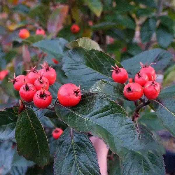 Hloh Lavallův (Crataegus × lavallei)​