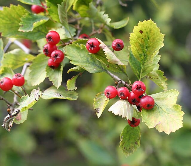 Hloh zlatoplodý (Crataegus chrysocarpa)​