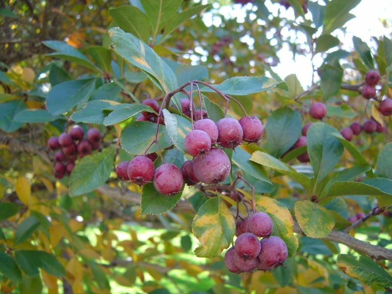 Hloh kuřinoha (Crataegus crus-galli)​