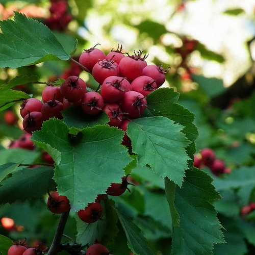 Hloh javorolistý (Crataegus pedicellata)​