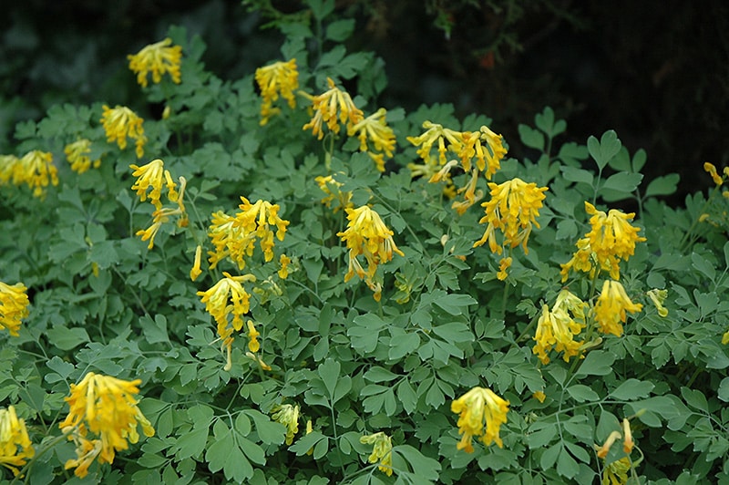 Chochlačka žltá (Corydalis lutea)​