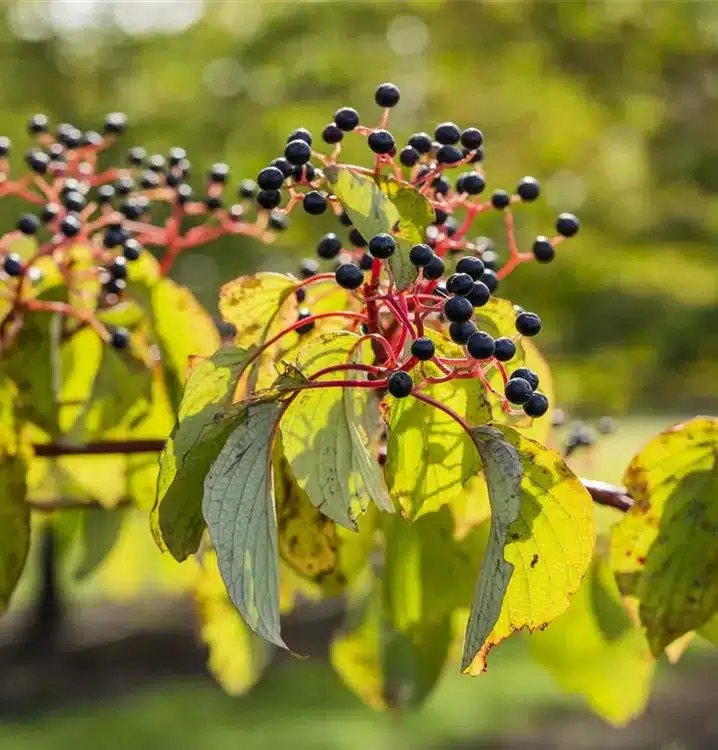 Svíb obyčajný (Cornus sanguinea)​