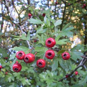 Hloh jednosemenný (Crataegus monogyna)​