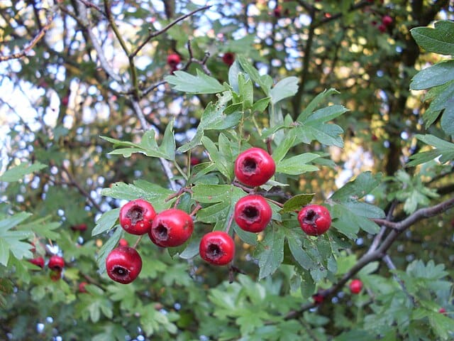 Hloh jednosemenný (Crataegus monogyna)​