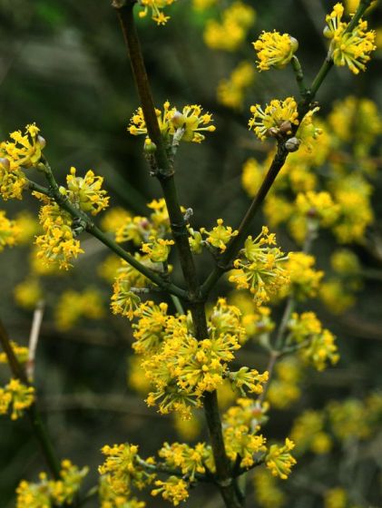 Drieň obyčajný (Cornus mas)​