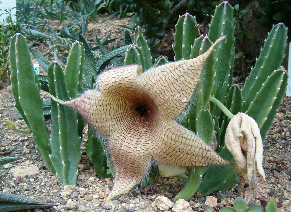Stapelia gigantea, smradľavica