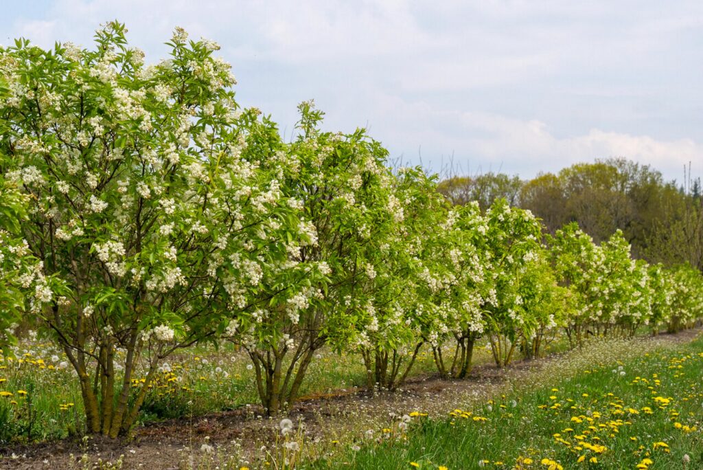 Klokoč kaukazský (Staphylea colchica)​