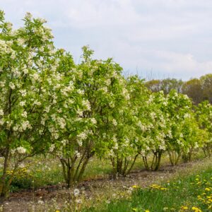 Klokoč kaukazský (Staphylea colchica)​