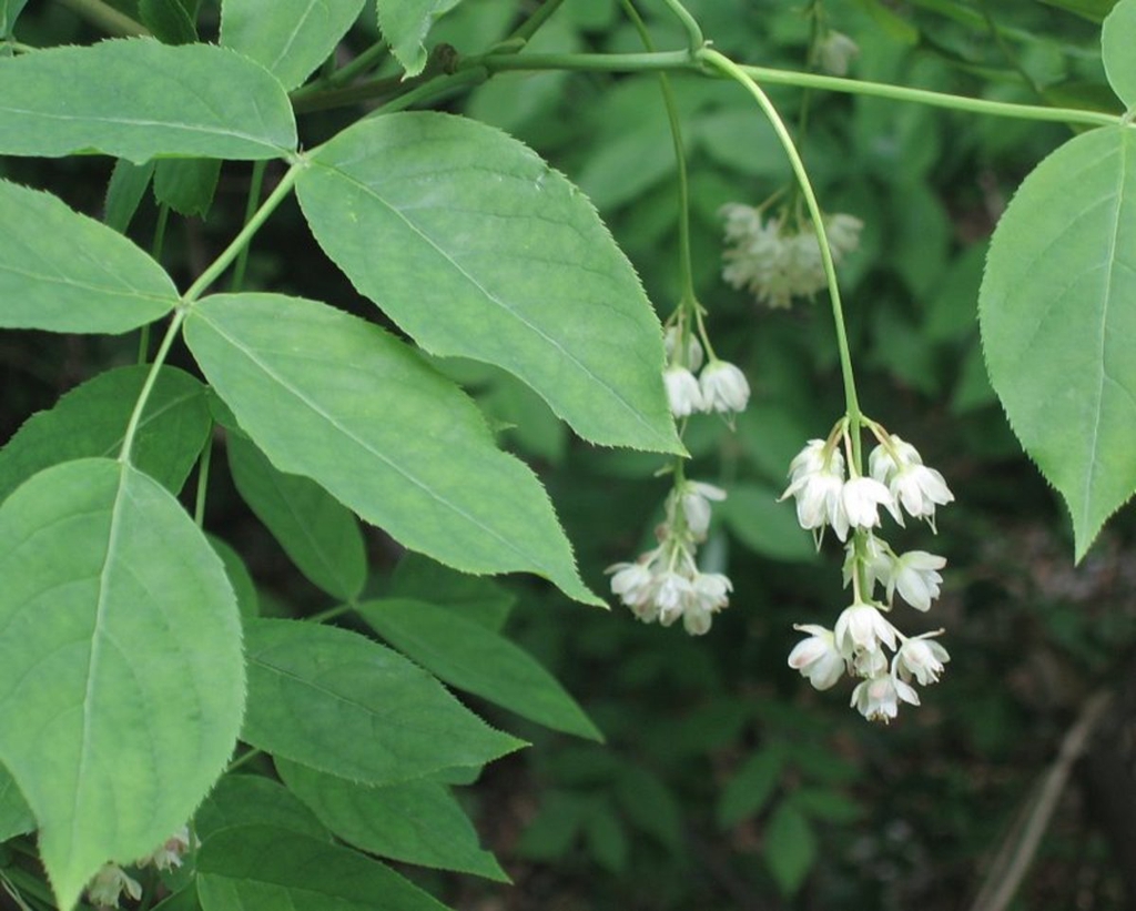 Klokoč perovitý (Staphylea pinnata)​