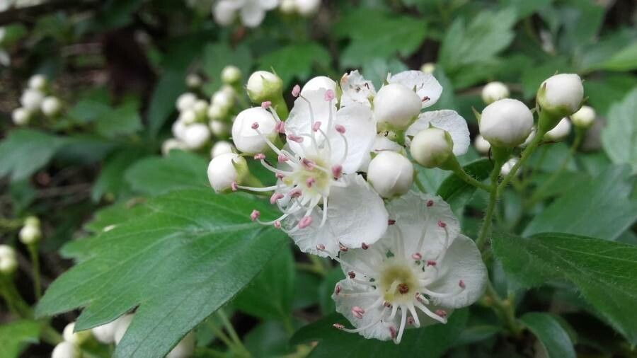 Hloh obyčajný (**Crataegus laevigata**)