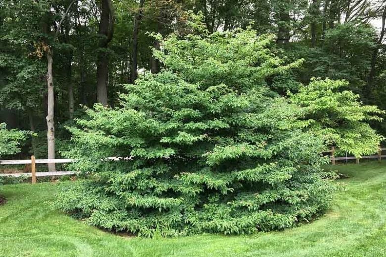 Svíb striedavolistý (Cornus alternifolia)