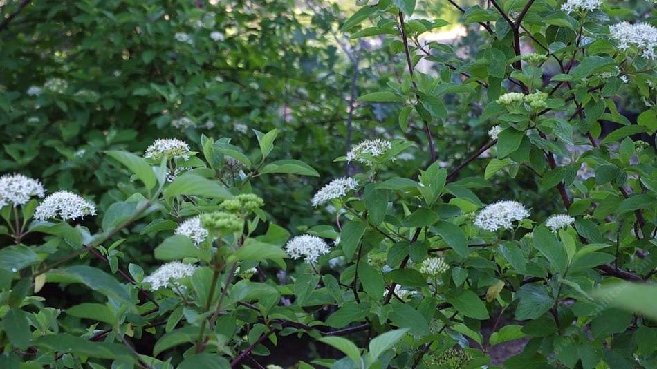 Svíb výbežkatý (Cornus stolonifera)​