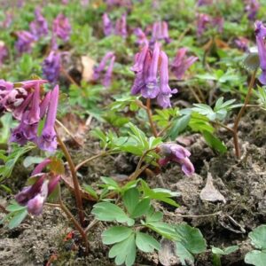 Chochlačka plná (Corydalis solida)​