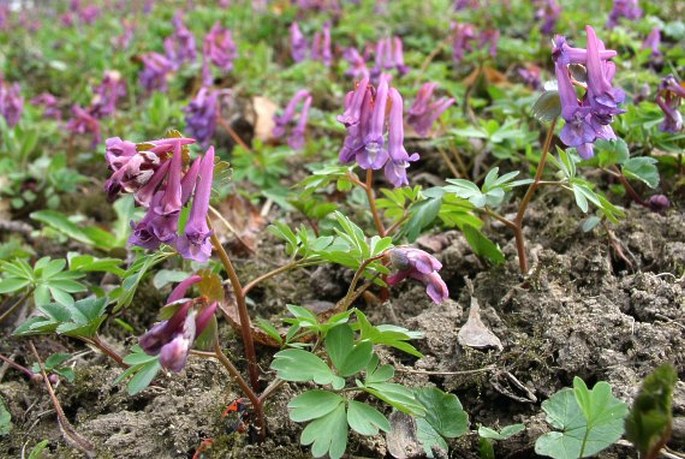 Chochlačka plná (Corydalis solida)​