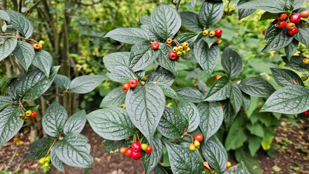 Cotoneaster bullatus (skalník pľuzgiernatý)​