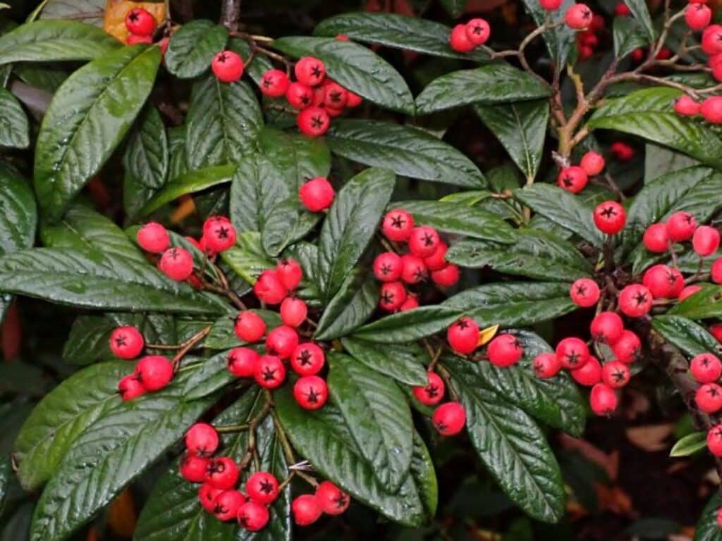 Cotoneaster salicifolius (skalník vrbolistý)​