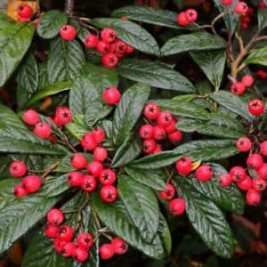 Cotoneaster salicifolius (skalník vrbolistý)​