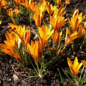 Šafran Crocus angustifolius