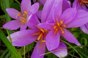 Jesienka obyčajná (Colchicum autumnale) — sýto fialové kvety so žltými a oranžovými peľnicami medzi steblami trávy