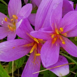 Jesienka obyčajná (**Colchicum autumnale**)