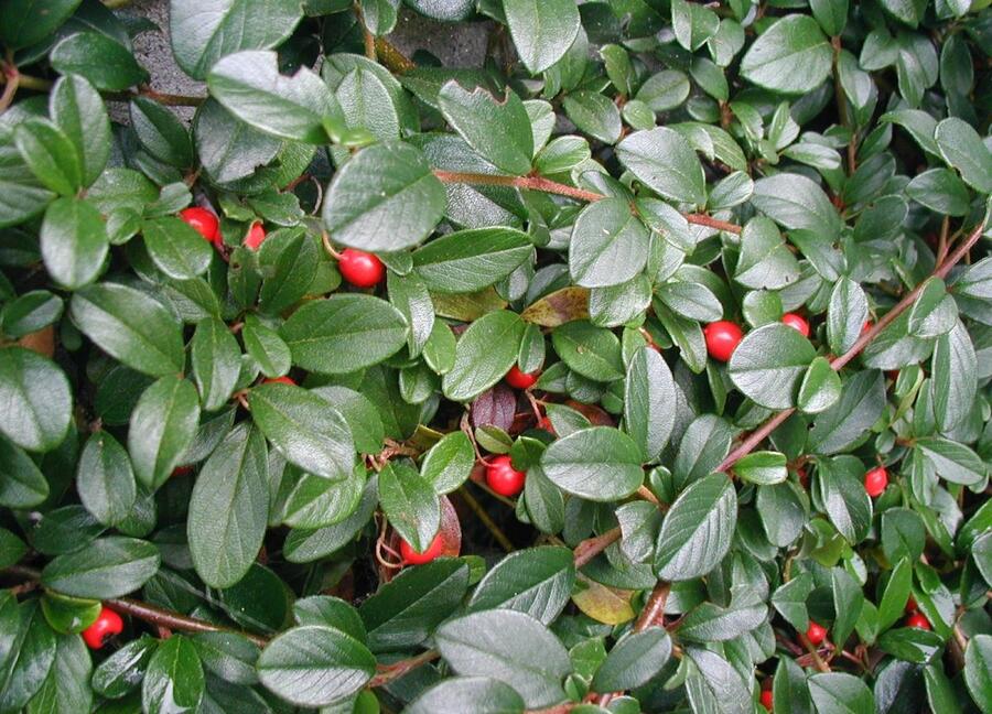 Cotoneaster dammeri (skalník Dammerov)​