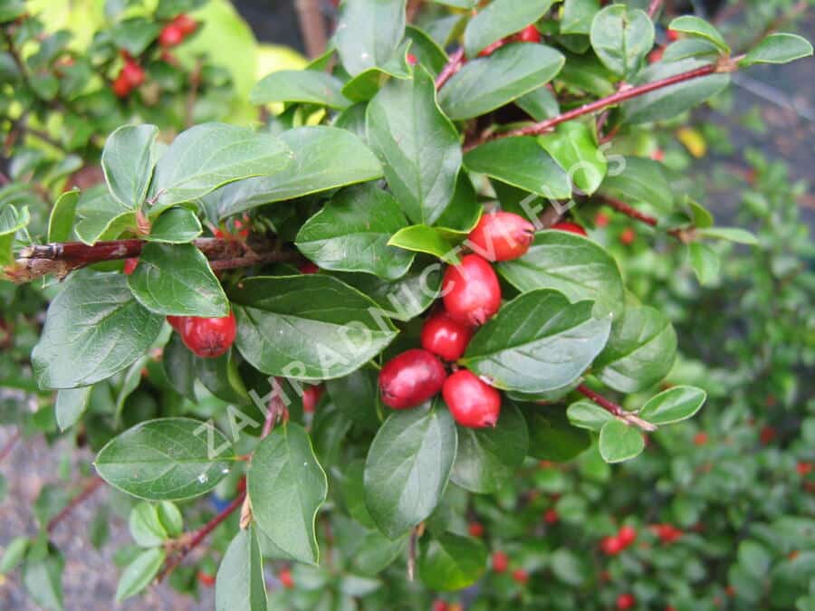 Cotoneaster dielsianus (skalník Dielsov)​