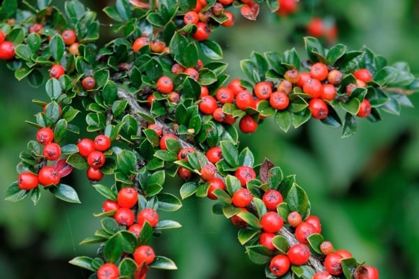 Cotoneaster horizontalis (skalník vodorovný)​