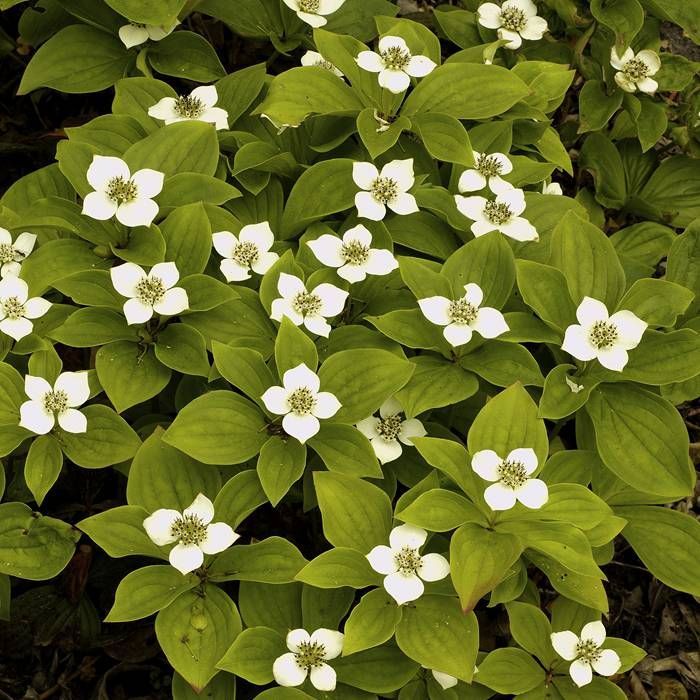 Svíb kanadský (Cornus canadensis)