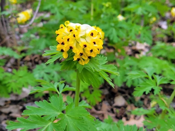 Chochlačka sibírska (Corydalis nobilis)​​