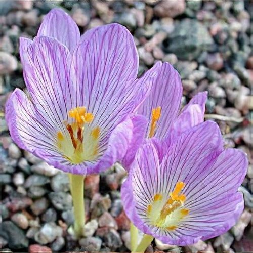 Šafran Crocus kotschyanus