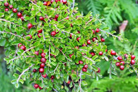 Cotoneaster adpressus (skalník pritisnutý)​