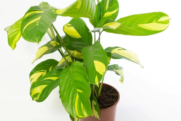 Ktenante forma Variegata