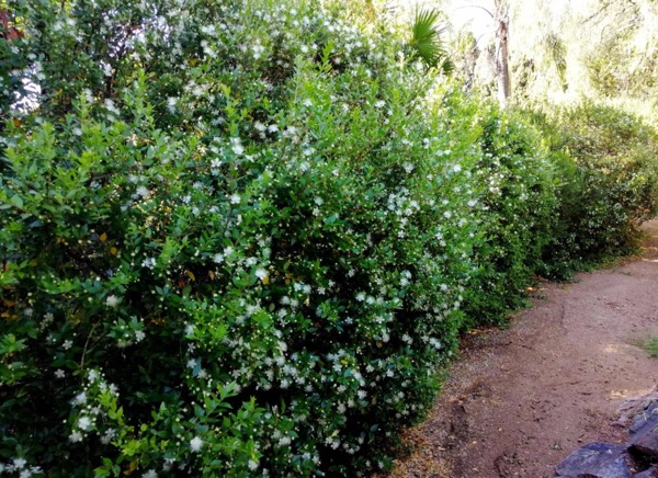 Myrta obyčajná (Myrtus communis)​